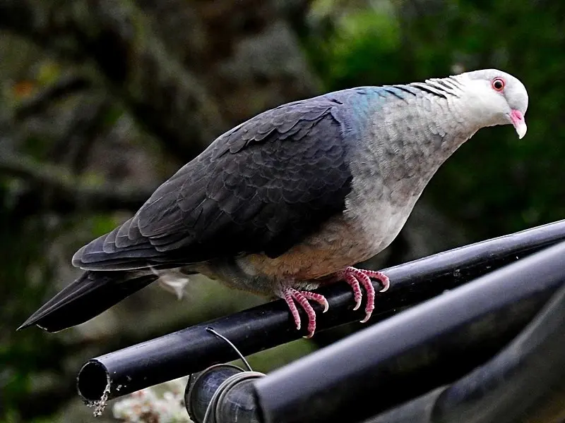 白头鸽(Columba leucomela)