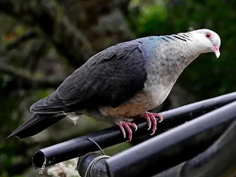 白头鸽