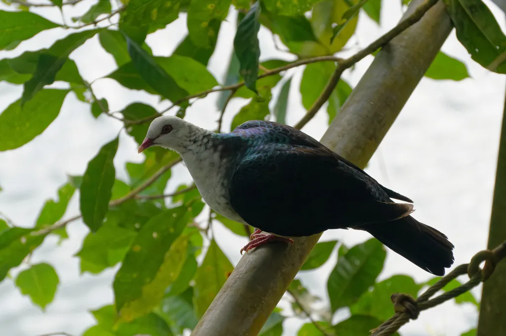 白头鸽(Columba leucomela)