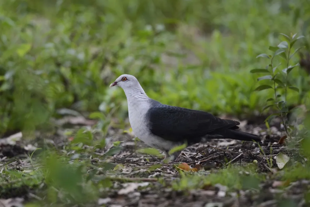 白头鸽(Columba leucomela)
