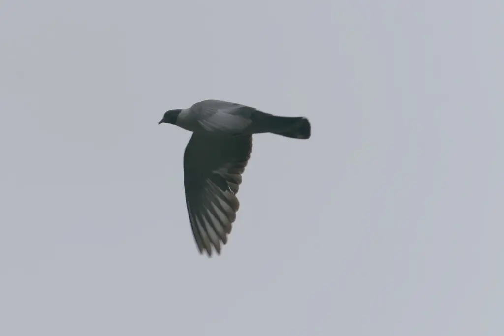 雪鸽(Columba leuconota)