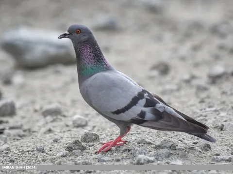 原鸽