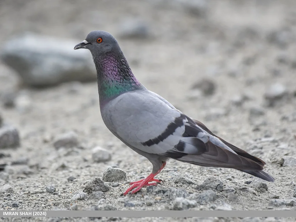 原鸽(Columba livia)