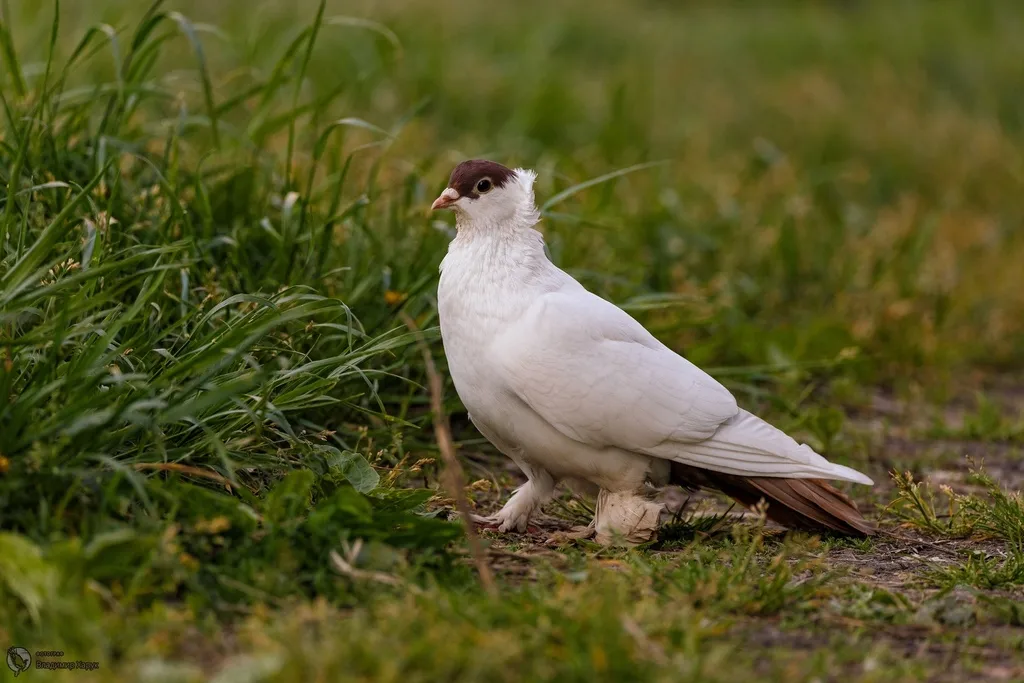 原鸽(Columba livia)