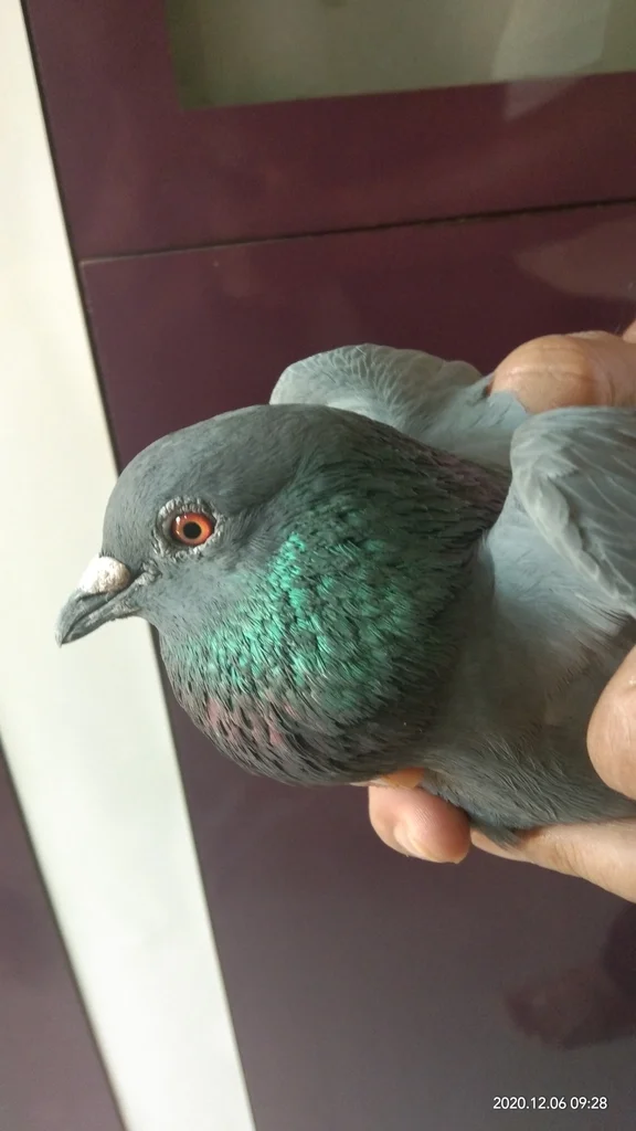 原鸽(Columba livia)