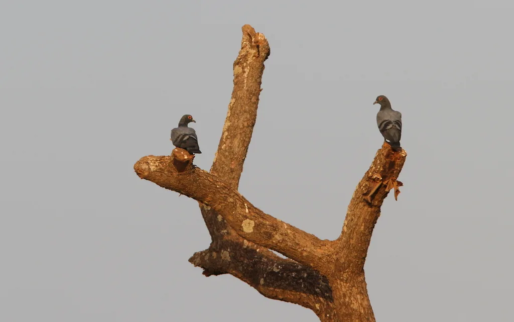 原鸽(Columba livia)