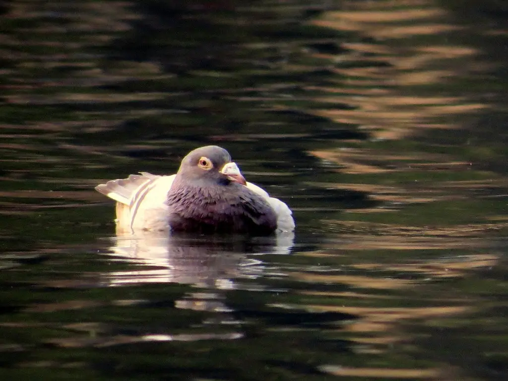 原鸽(Columba livia)