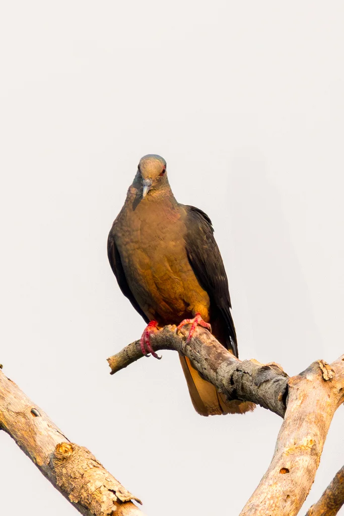圣多美鸽(Columba malherbii)