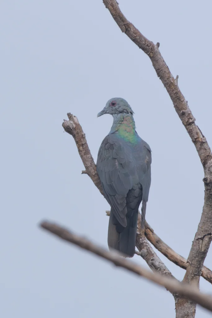 圣多美鸽(Columba malherbii)
