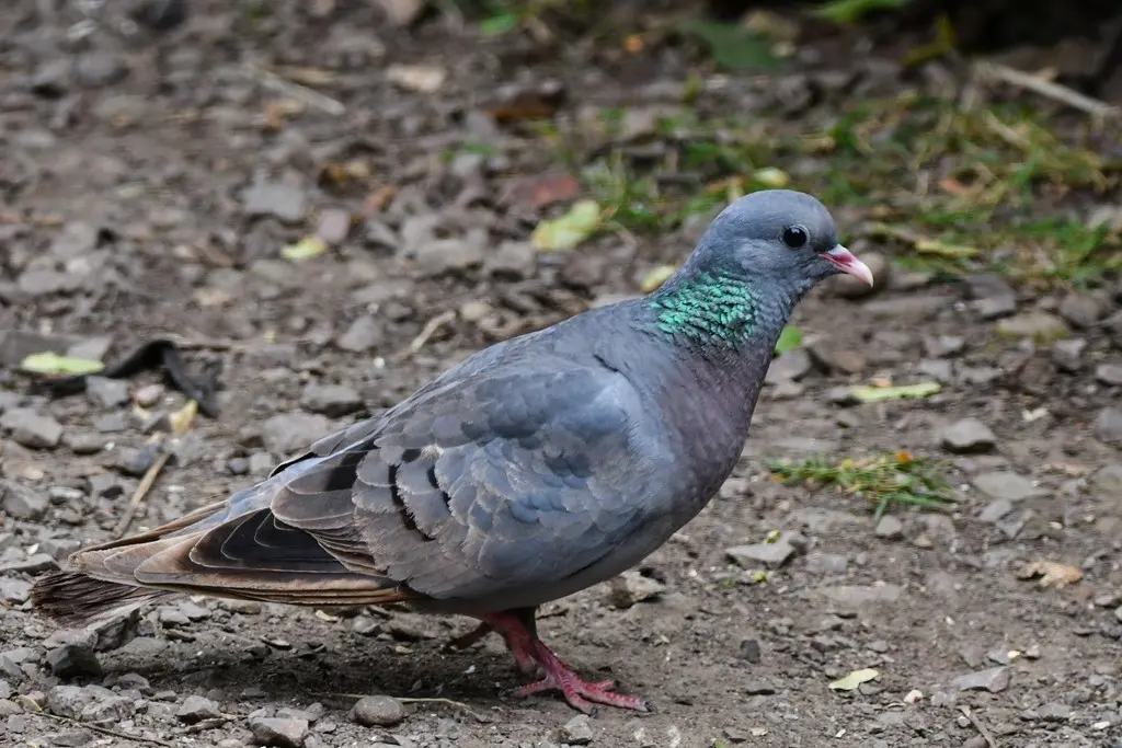 欧鸽(Columba oenas)