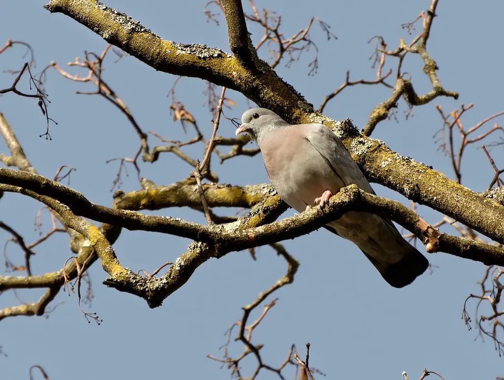 欧鸽(Columba oenas)