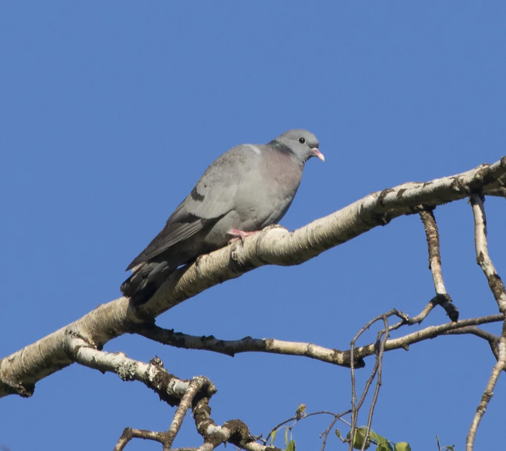 欧鸽(Columba oenas)