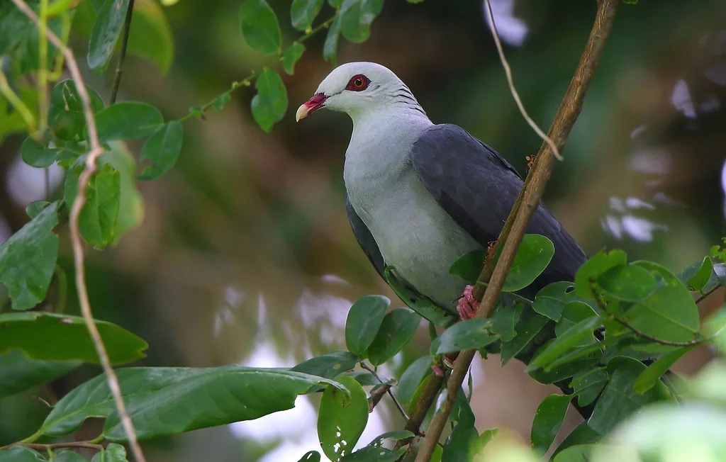 安达曼林鸽(Columba palumboides)