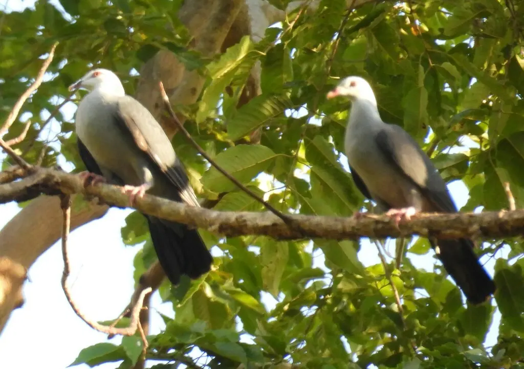 安达曼林鸽(Columba palumboides)
