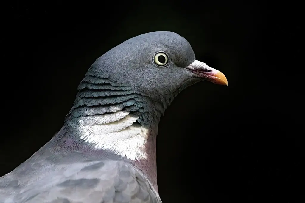 斑尾林鸽(Columba palumbus)