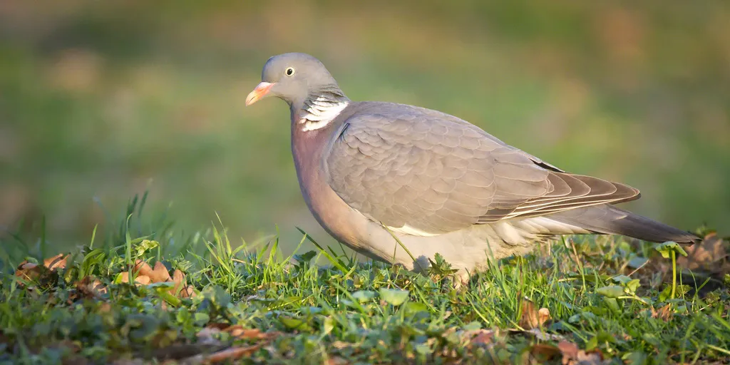 斑尾林鸽(Columba palumbus)