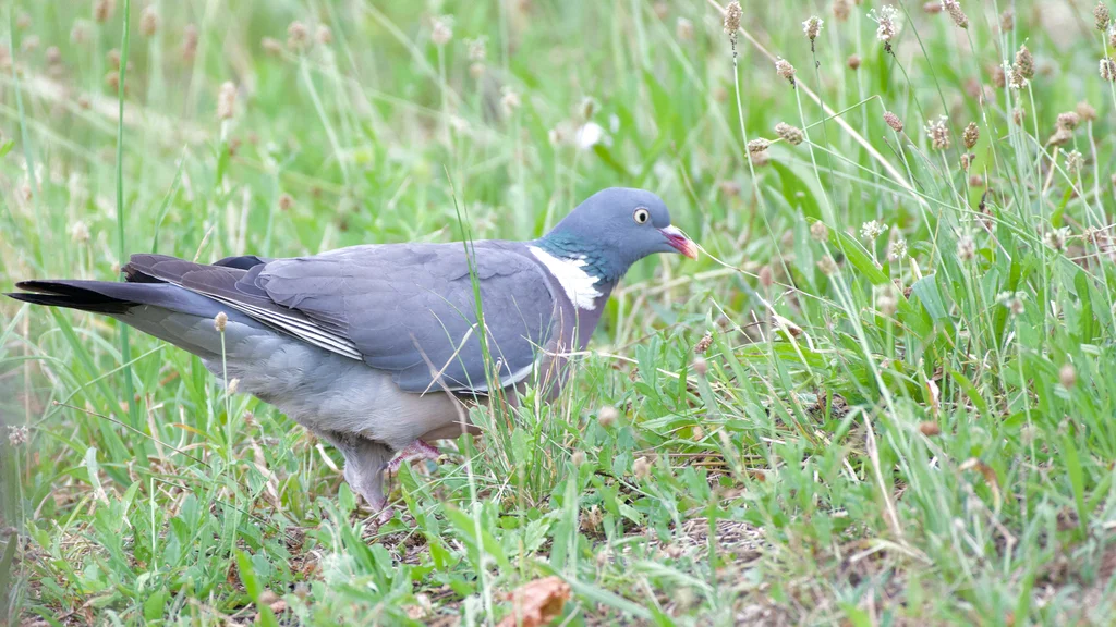 斑尾林鸽(Columba palumbus)