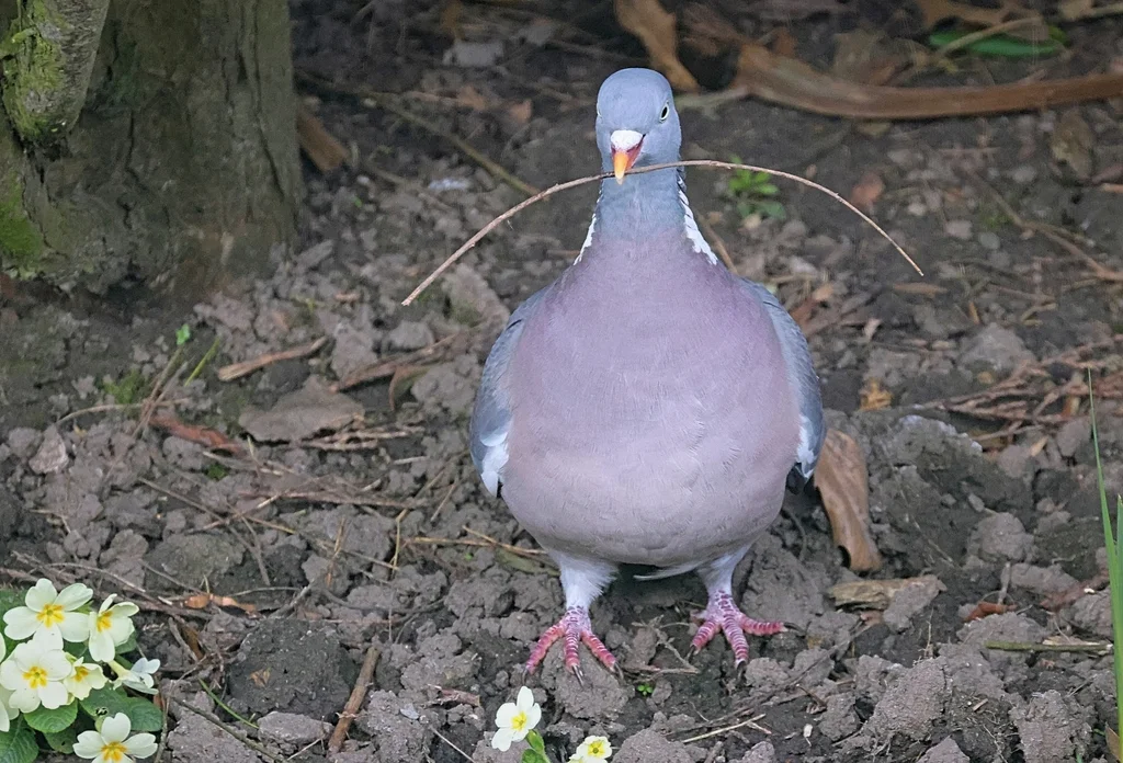斑尾林鸽(Columba palumbus)