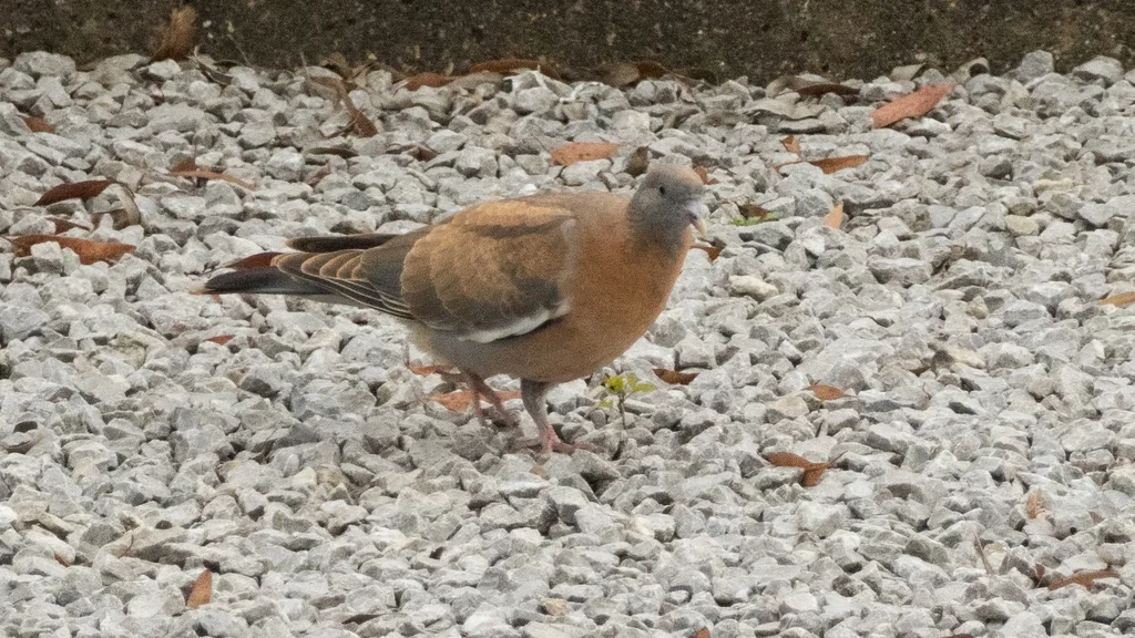 斑尾林鸽(Columba palumbus)