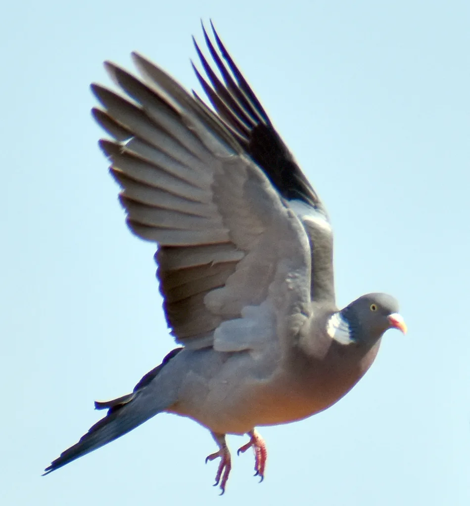 斑尾林鸽(Columba palumbus)