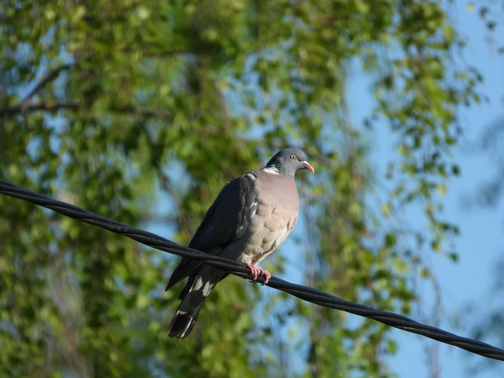 斑尾林鸽(Columba palumbus)