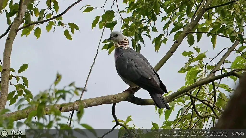 灰林鸽（Columba pulchricollis）