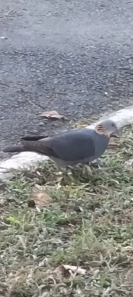 灰林鸽（Columba pulchricollis）
