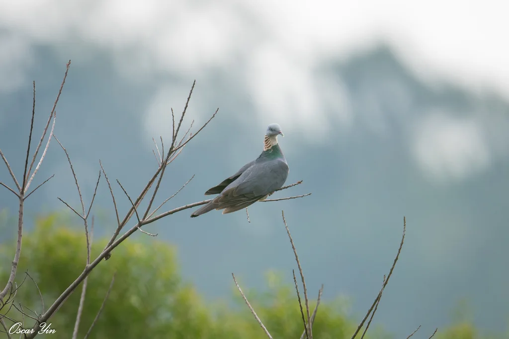 灰林鸽（Columba pulchricollis）