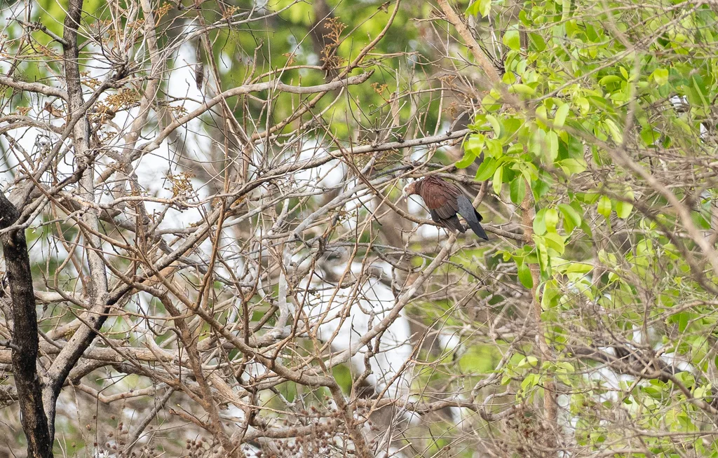 紫林鸽(Columba punicea)