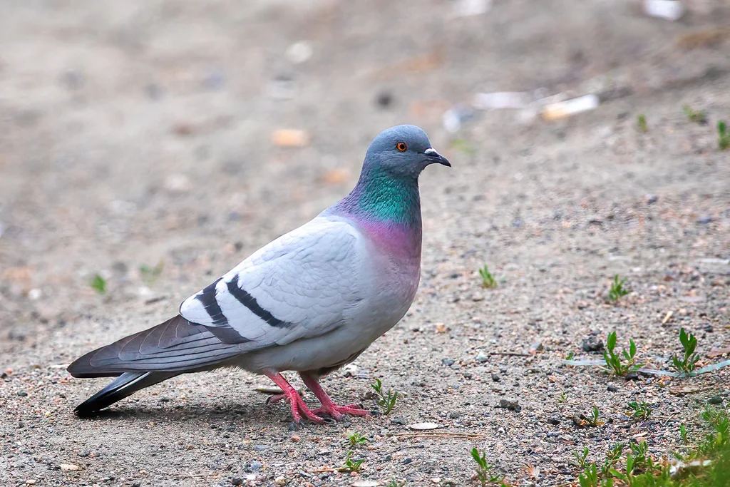 岩鸽（Columba rupestris）