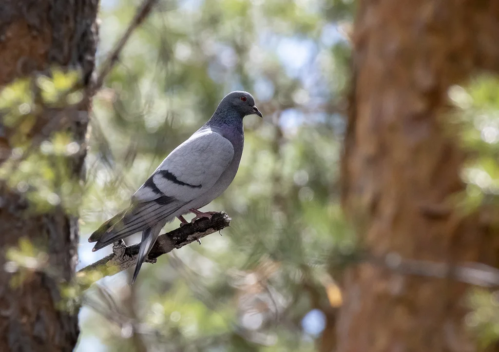 岩鸽（Columba rupestris）