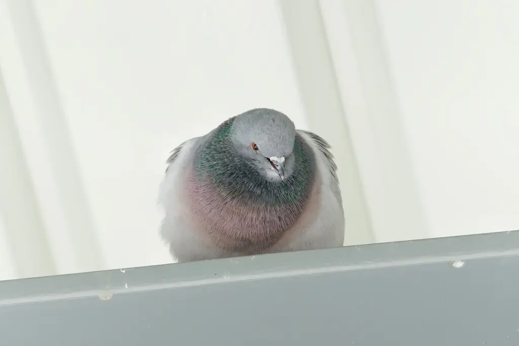 岩鸽（Columba rupestris）