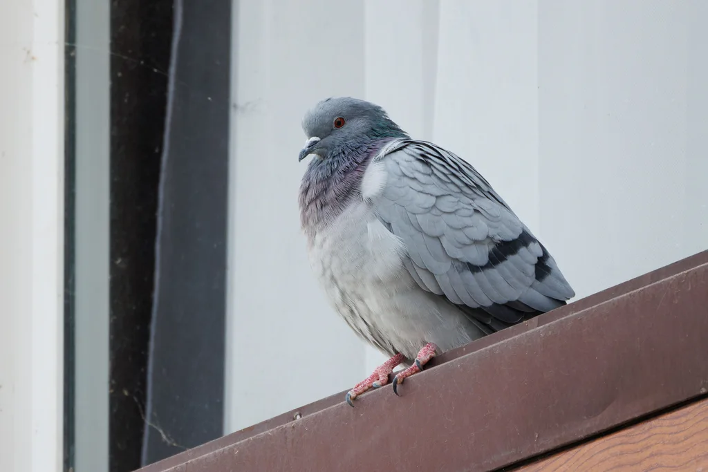 岩鸽(Columba rupestris)