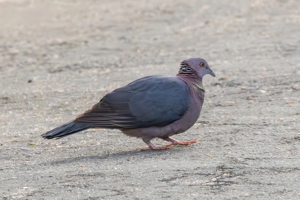 紫头林鸽(Columba torringtoniae)