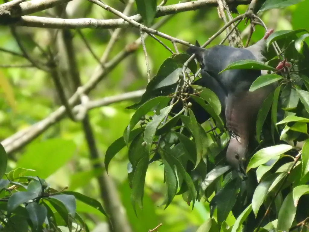 紫头林鸽(Columba torringtoniae)