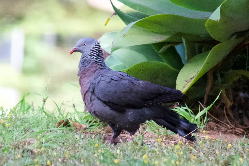 长趾鸽(Columba trocaz)