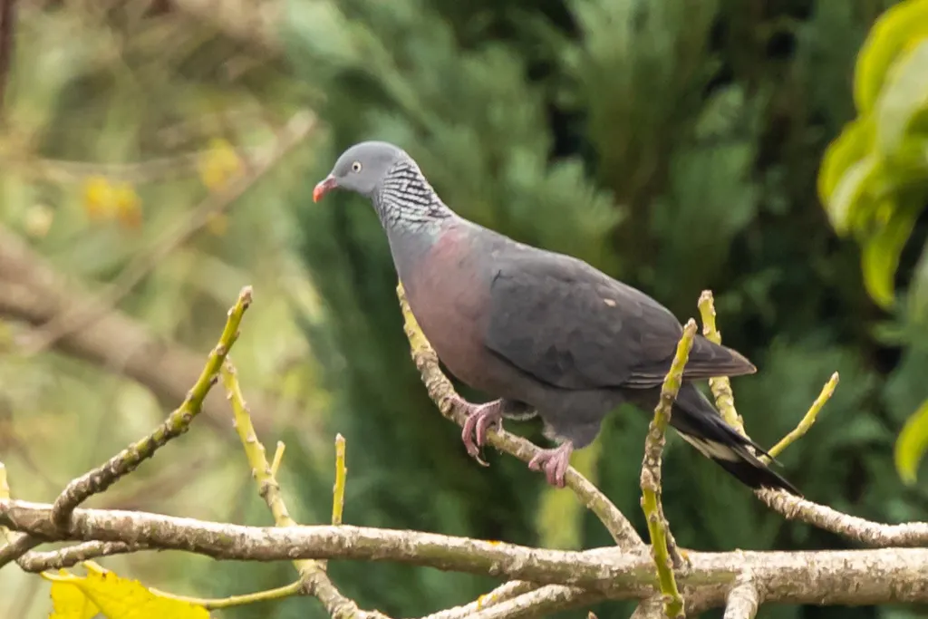 长趾鸽(Columba trocaz)