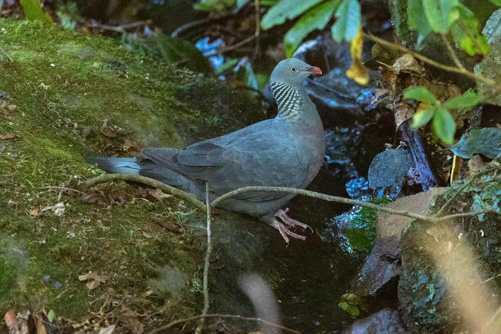 长趾鸽(Columba trocaz)
