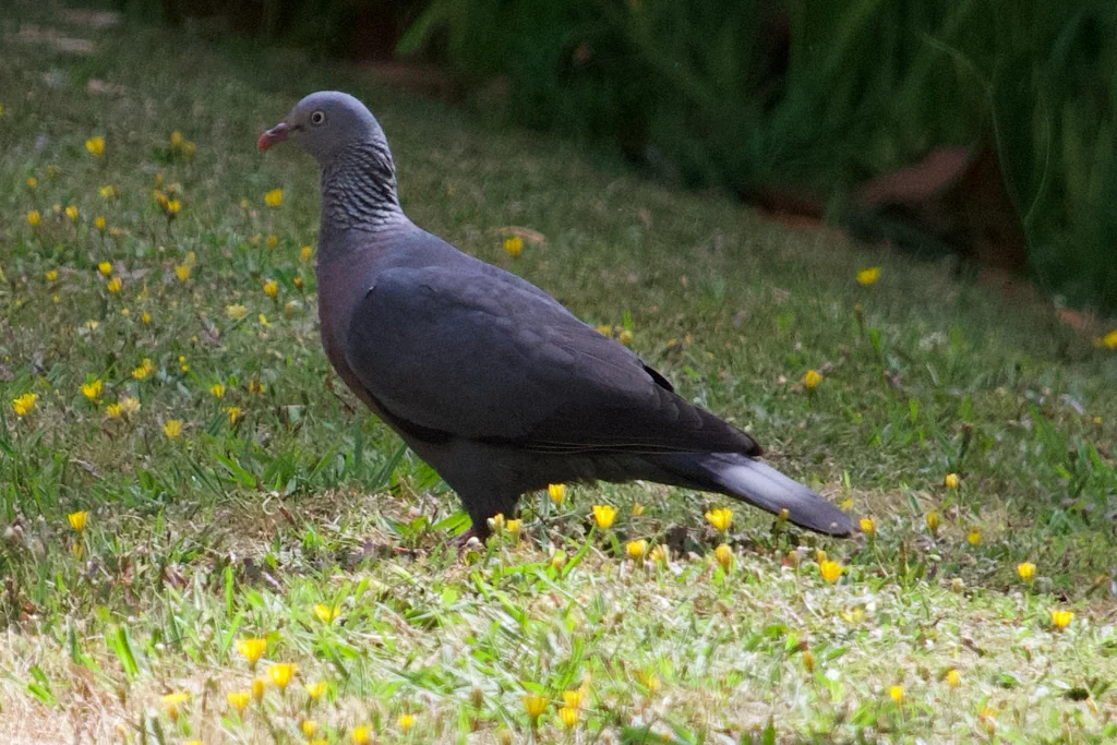 长趾鸽(Columba trocaz)