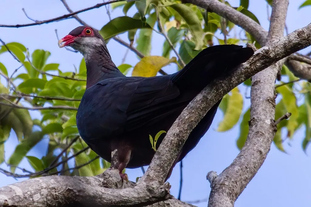 白喉林鸽(Columba vitiensis)