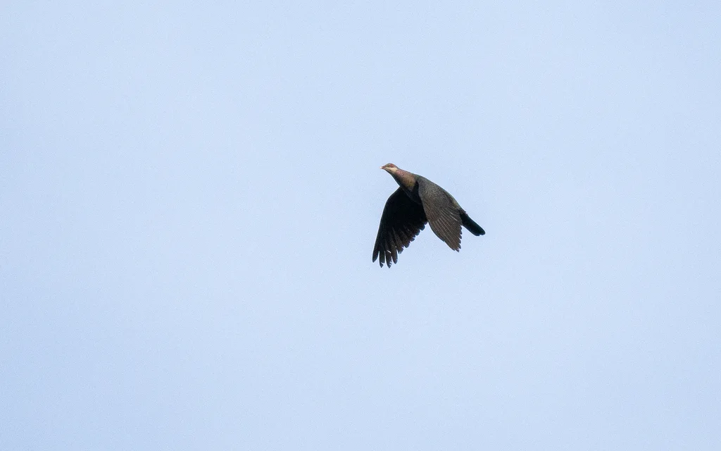 白喉林鸽(Columba vitiensis)