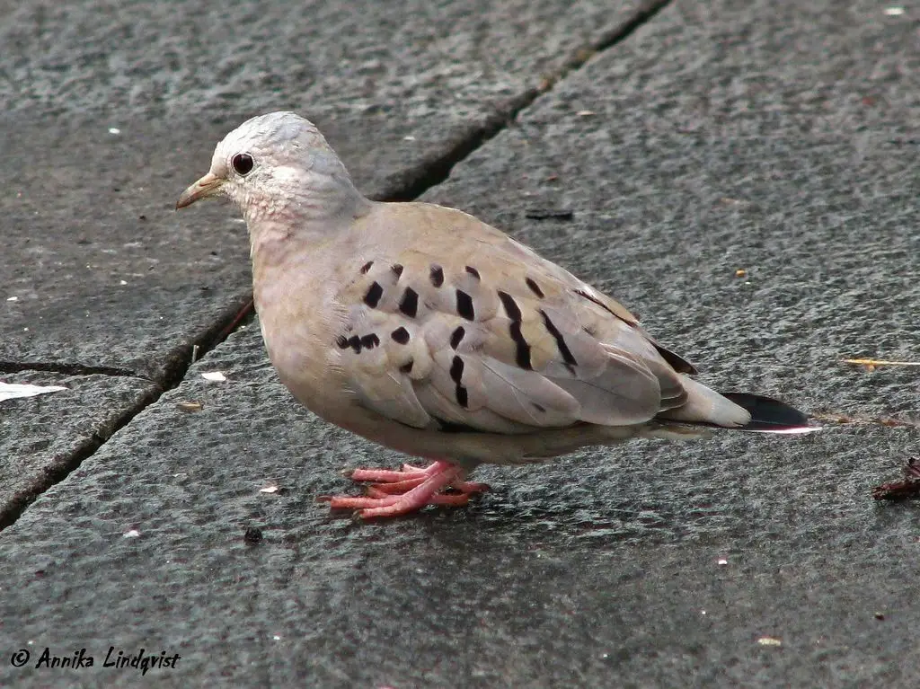厄瓜多尔地鸠(Columbina buckleyi)
