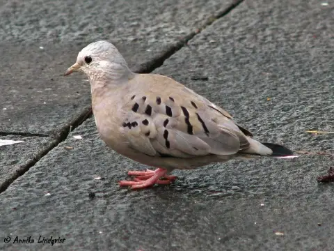 厄瓜多尔地鸠