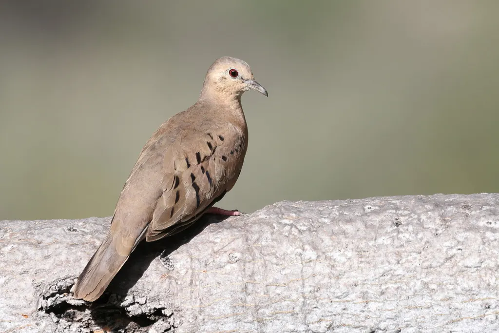 厄瓜多尔地鸠(Columbina buckleyi)