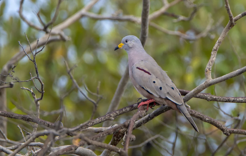 斑嘴地鸠（Columbina cruziana）