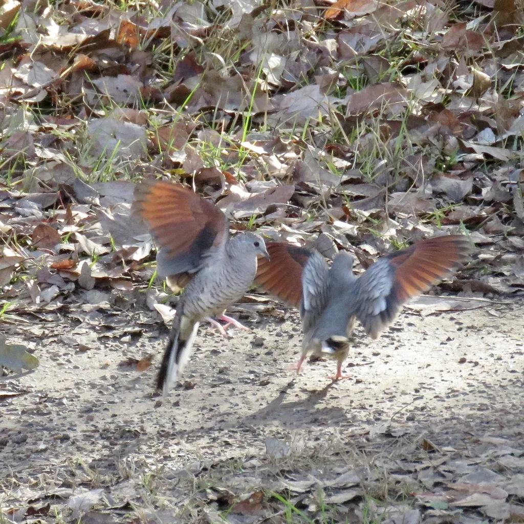 印加地鸠(Columbina inca)