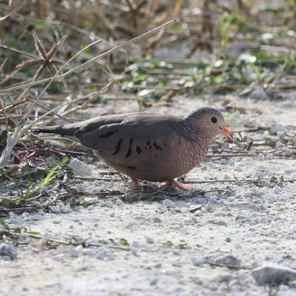 地鸠(Columbina passerina)