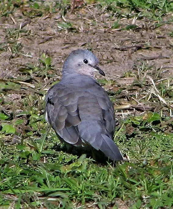 白翅地鸠(Columbina picui)
