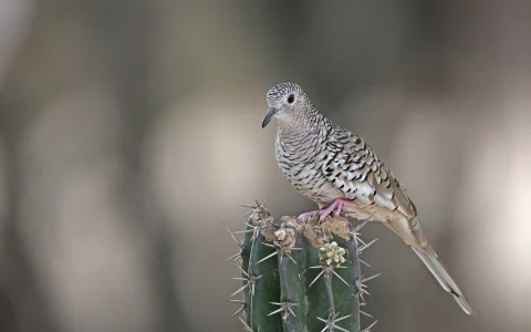 鳞斑地鸠