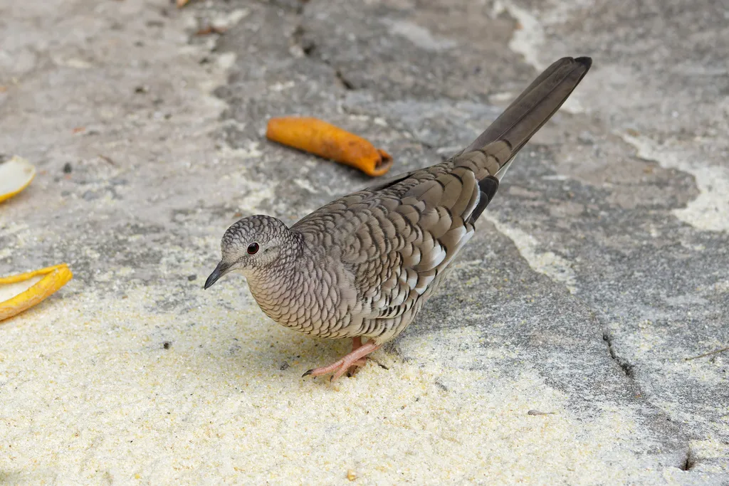 鳞斑地鸠（Columbina squammata）